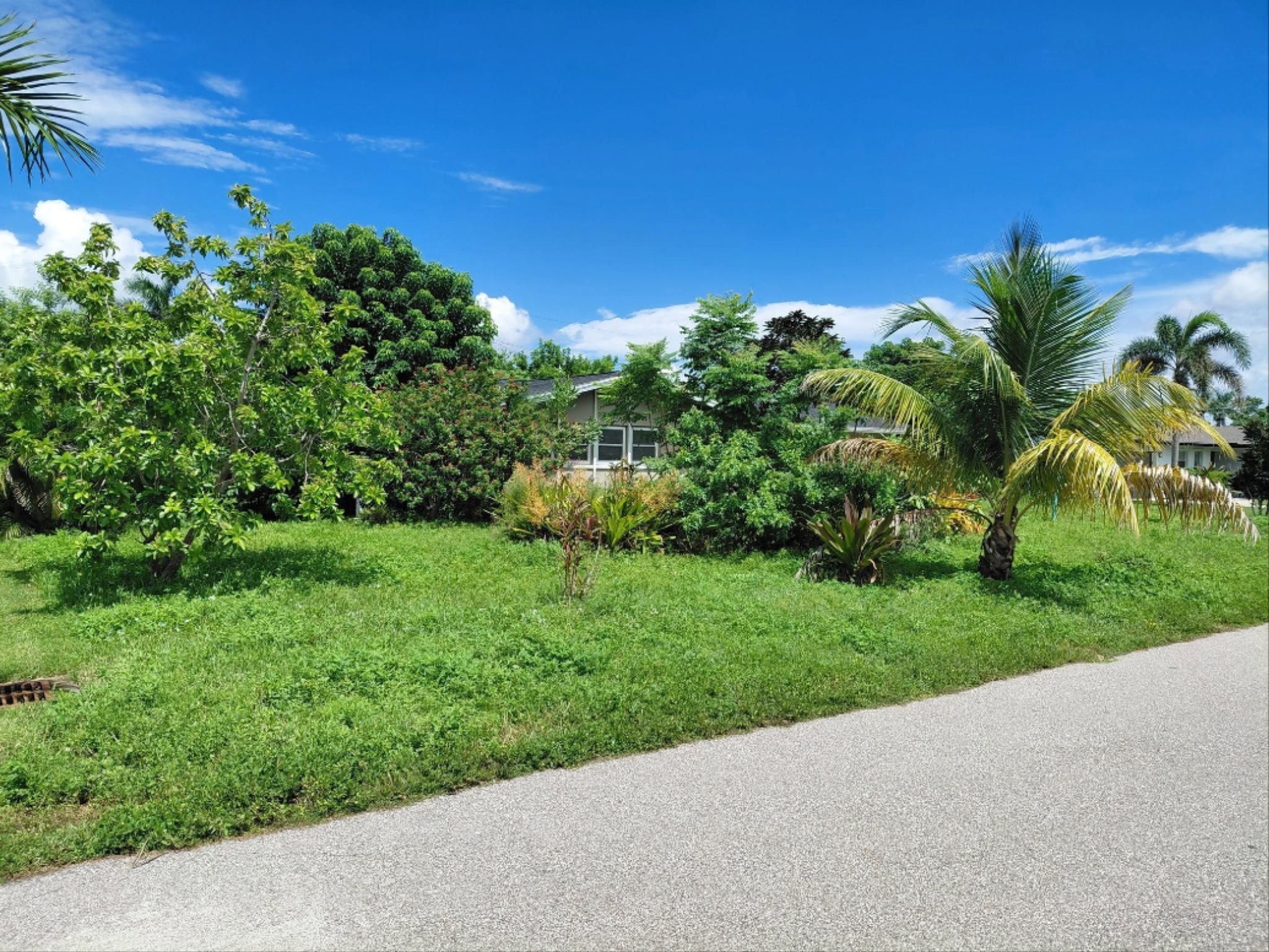Before — Overgrown Yard Restoration